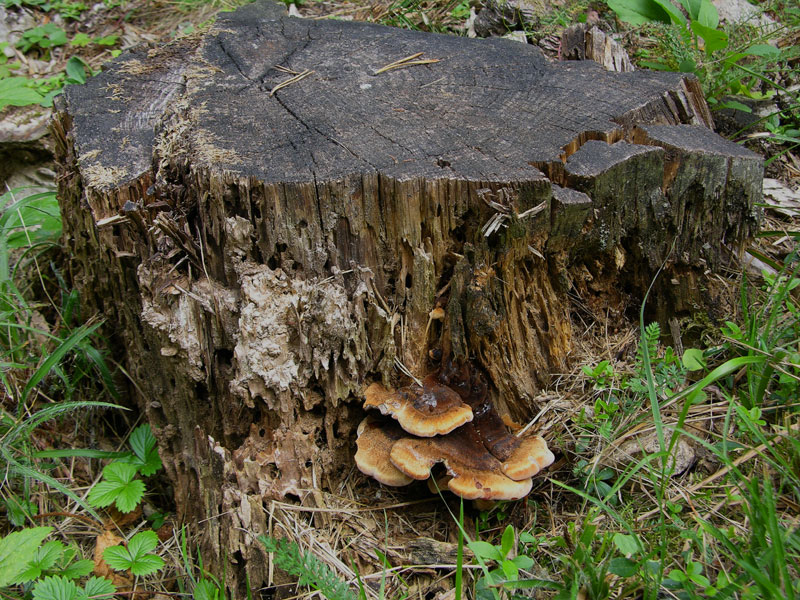 Ischnoderma benzoinum.